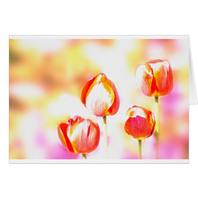 Red Tulip Quartet (Voorkant Horizontaal)