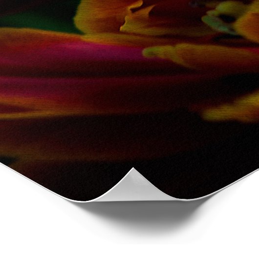 Red Tulip - Zijne Majesteit de Koning Poster (Hoek)