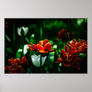 Red Tulip - Zijne Majesteit de Koning Poster