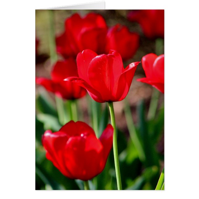 Red Tulips  (Voorkant)