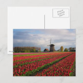 Red tulips and a windmill briefkaart (Voorkant / Achterkant)