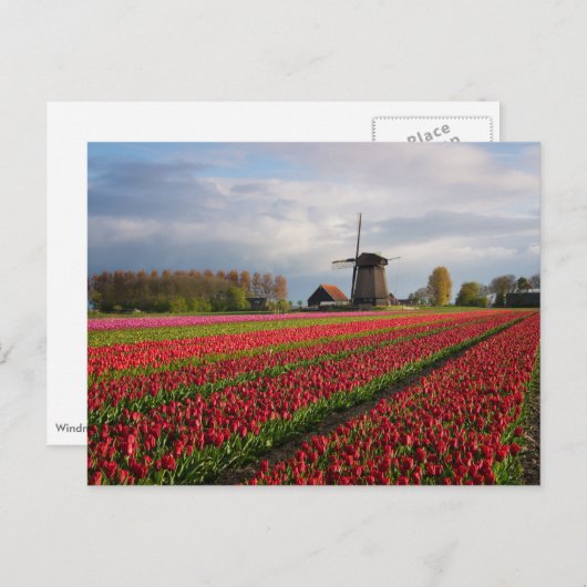 Red tulips and a windmill briefkaart (Voorkant / Achterkant)
