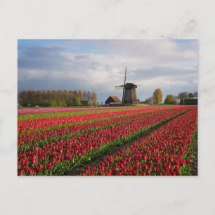 Red tulips and a windmill briefkaart