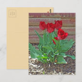 Red Tulips Art Briefkaart (Voorkant / Achterkant)