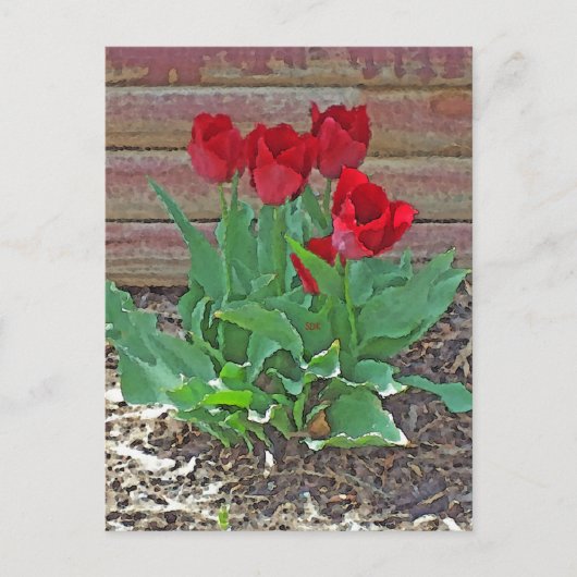 Red Tulips Art Briefkaart (Voorkant)