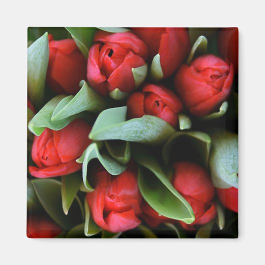 Red Tulips Bouquet Magneet (Voorkant)