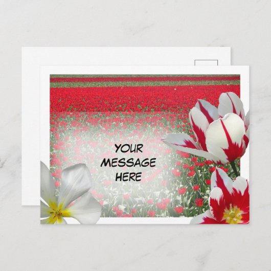 Red Tulips Field en Red White Tulips DIY Briefkaar Briefkaart (Voorkant / Achterkant)