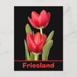 Red Tulips Friesland Briefkaart