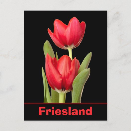Red Tulips Friesland Briefkaart (Voorkant)