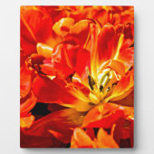 Red Tulips Macro Fotoplaat (Voorkant)