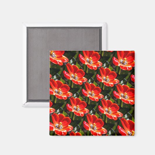 Red Tulips Patroon Magneet (Voorkant / Achterkant)