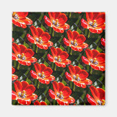 Red Tulips Patroon Magneet (Voorkant)
