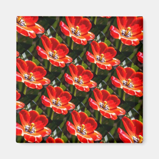 Red Tulips Patroon Magneet (Voorkant)