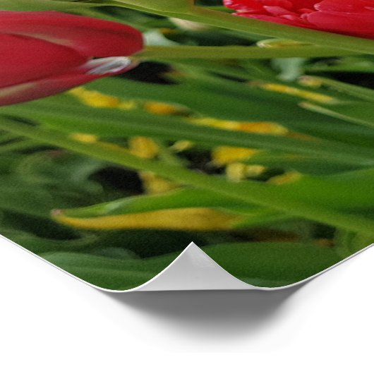 Red Tulips Spring Poster (Hoek)