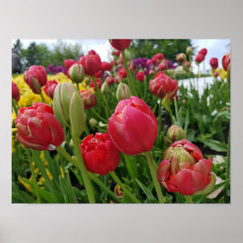 Red Tulips Spring Poster