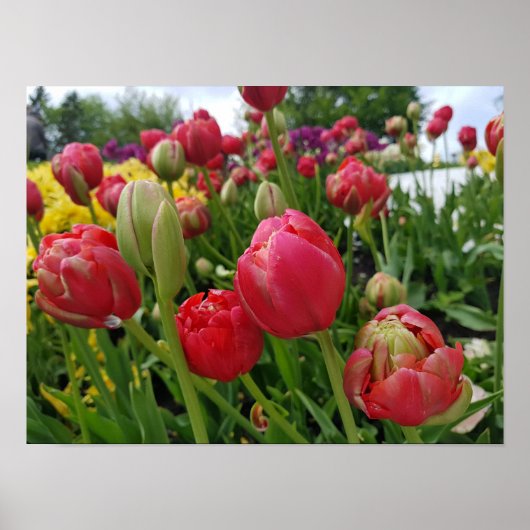 Red Tulips Spring Poster (Voorkant)