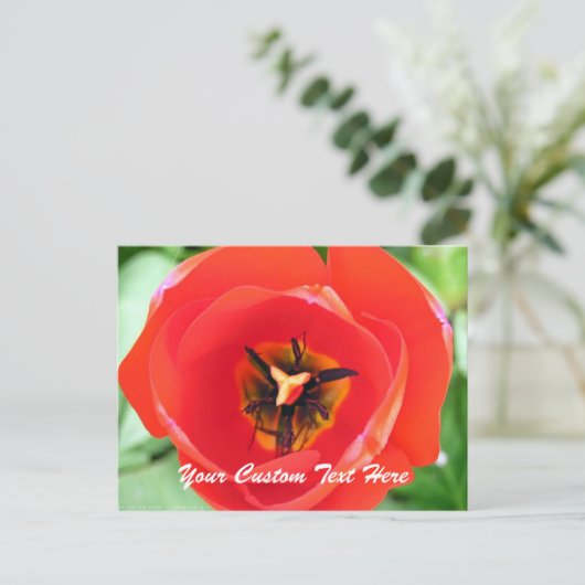 Red Tulp Macro Flower Custom-Briefkaart Briefkaart (Staand voorkant)