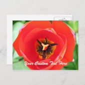 Red Tulp Macro Flower Custom-Briefkaart Briefkaart (Voorkant / Achterkant)