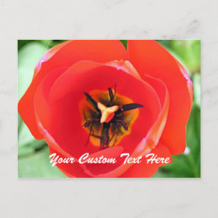 Red Tulp Macro Flower Custom-Briefkaart Briefkaart