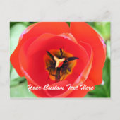 Red Tulp Macro Flower Custom-Briefkaart Briefkaart (Voorkant)