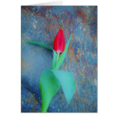 Red Tulp op blauw grijze laat (Voorkant)