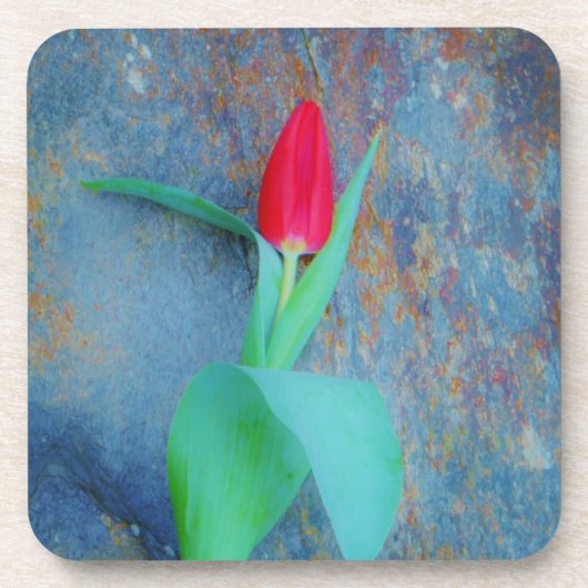 Red Tulp op blauw grijze laat Bier Onderzetter (Voorkant)