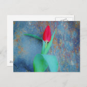 Red Tulp op blauw grijze laat Briefkaart (Voorkant / Achterkant)
