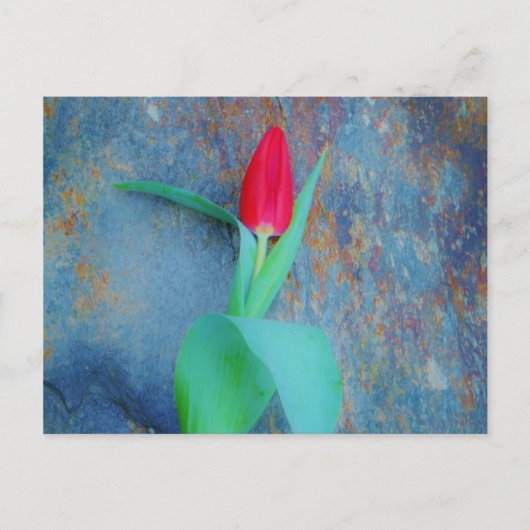 Red Tulp op blauw grijze laat Briefkaart (Voorkant)