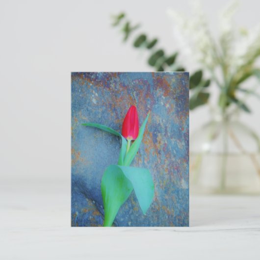 Red Tulp op blauw grijze laat Briefkaart (Staand voorkant)
