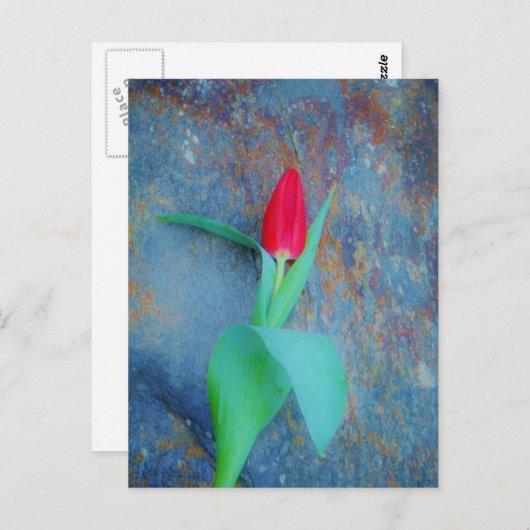 Red Tulp op blauw grijze laat Briefkaart (Voorkant / Achterkant)