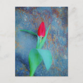 Red Tulp op blauw grijze laat Briefkaart (Voorkant)