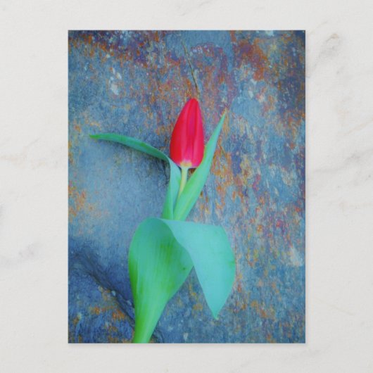 Red Tulp op blauw grijze laat Briefkaart (Voorkant)