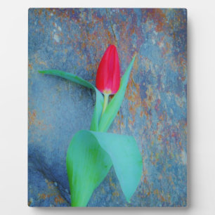 Red Tulp op blauw grijze laat Fotoplaat