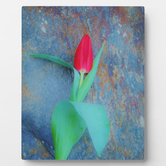 Red Tulp op blauw grijze laat Fotoplaat (Voorkant)