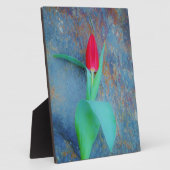 Red Tulp op blauw grijze laat Fotoplaat (Zijkant)