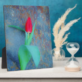 Red Tulp op blauw grijze laat Fotoplaat (Zijkant)