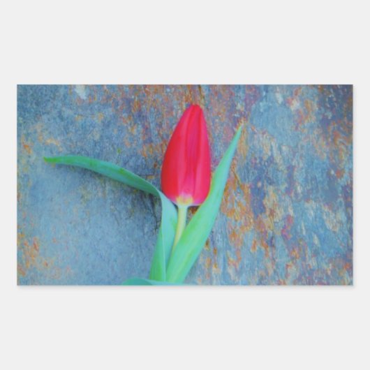 Red Tulp op blauw grijze laat Rechthoekige Sticker (Voorkant)