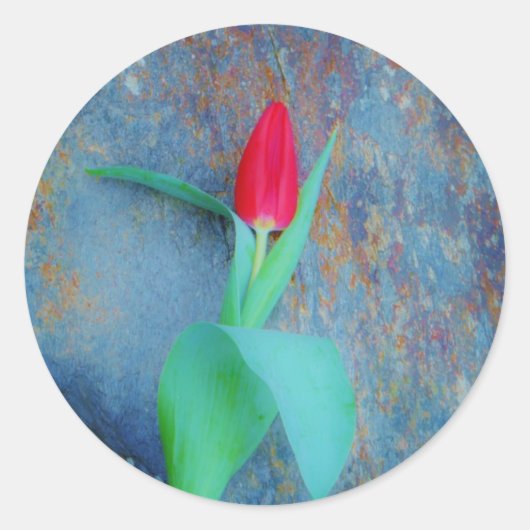 Red Tulp op blauw grijze laat Ronde Sticker (Voorkant)
