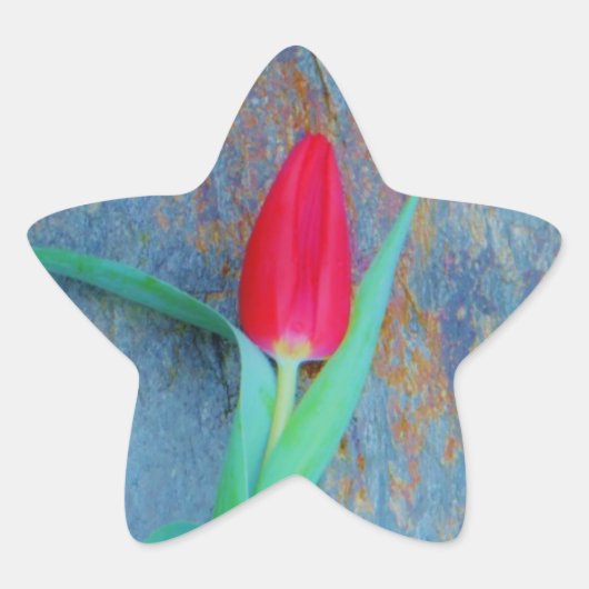 Red Tulp op blauw grijze laat Ster Sticker (Voorkant)