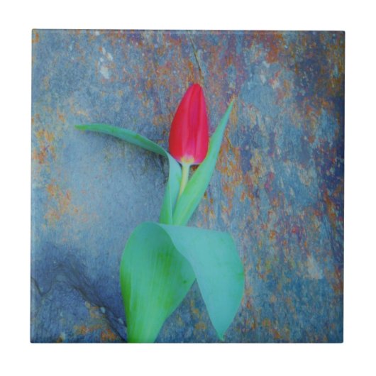 Red Tulp op blauw grijze laat Tegeltje (Voorkant)