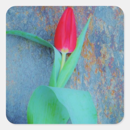 Red Tulp op blauw grijze laat Vierkante Sticker (Voorkant)