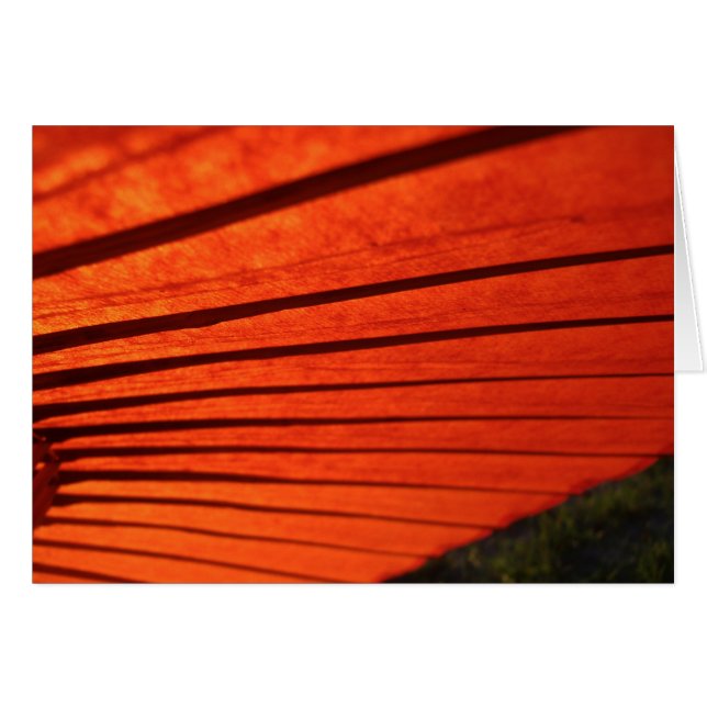 Red Umbrella (Voorkant Horizontaal)