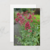 Red Valerian Notitiekaartje (Voorkant / Achterkant)