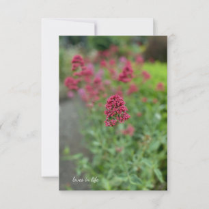 Red Valerian Notitiekaartje