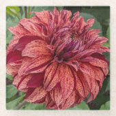 Red Variegated Dahlia Bloom Floral Glazen Onderzetter (Voorkant)