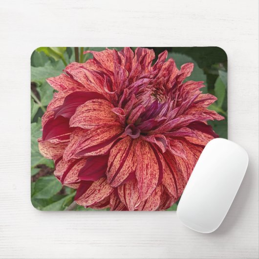 Red Variegated Dahlia Bloom Floral Muismat (Met muis)