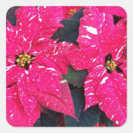 Red Variegated Poinsettia Holiday Vierkante Sticker