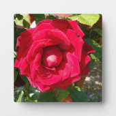 Red Velvet Bud Fotoplaat (Voorkant)