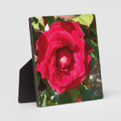 Red Velvet Bud Fotoplaat (Voorkant)