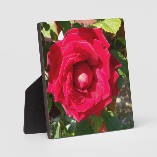 Red Velvet Bud Fotoplaat (Voorkant)